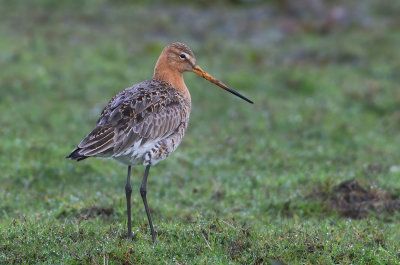 Black-tailed Godwit - Limosa limosa (Grutto)