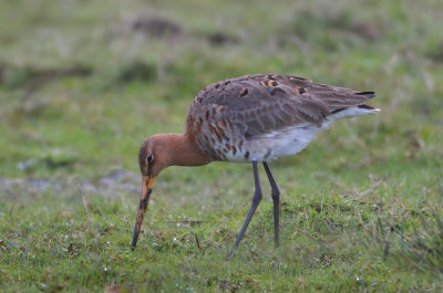 Black-tailed Godwit - Limosa limosa (Grutto)