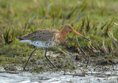 Black-tailed Godwit - Limosa limosa (Grutto)