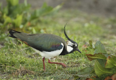 Northern Lapwing - Vanellus vanellus (Kievit)