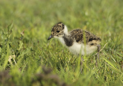 Northern Lapwing - Vanellus vanellus (Kievit)