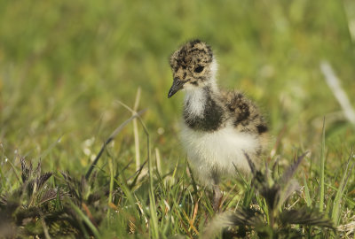Northern Lapwing - Vanellus vanellus (Kievit)