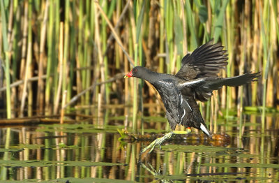 Common Moorhen - Gallinula chloropus (Waterhoen)