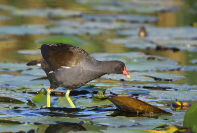 Common Moorhen - Gallinula chloropus (Waterhoen)