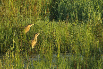 Great Bittern - Botaurus stellaris (Roerdomp)