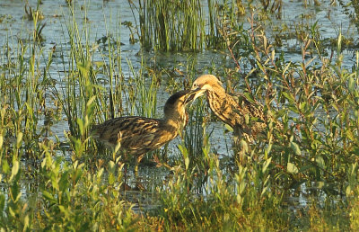 Great Bittern - Botaurus stellaris (Roerdomp)