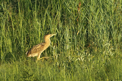 Great Bittern - Botaurus stellaris (Roerdomp)