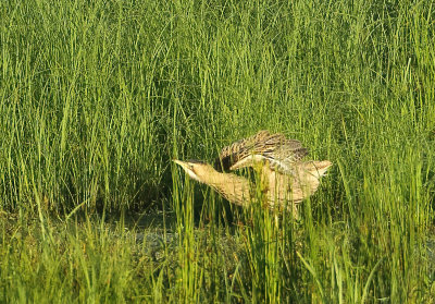 Great Bittern - Botaurus stellaris (Roerdomp)