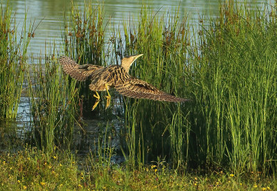 Great Bittern - Botaurus stellaris (Roerdomp)