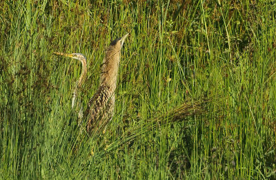 Great Bittern - Botaurus stellaris (Roerdomp)