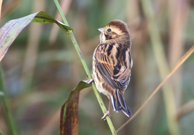 Reed Bunting - Emberiza schoeniclus (Rietgors) 