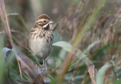 Reed Bunting - Emberiza schoeniclus (Rietgors) 