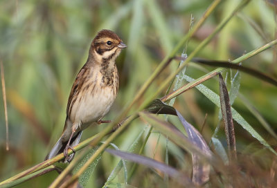 Reed Bunting - Emberiza schoeniclus (Rietgors) 