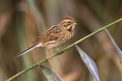 Reed Bunting - Emberiza schoeniclus (Rietgors) 