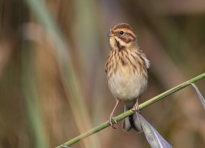Reed Bunting - Emberiza schoeniclus (Rietgors) 