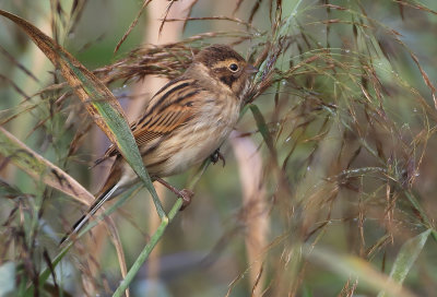 Reed Bunting - Emberiza schoeniclus (Rietgors) 