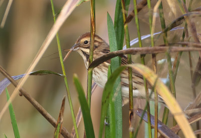 Reed Bunting - Emberiza schoeniclus (Rietgors) 