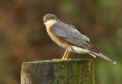 Eurasian Sparrowhawk - Accipiter nisus (Sperwer)