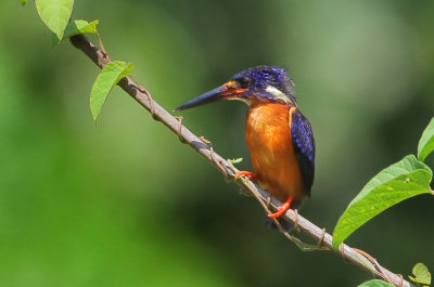 Blue-eared Kingfisher - Alcedo meninting