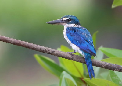 Collared Kingfisher -Todiramphus collaris