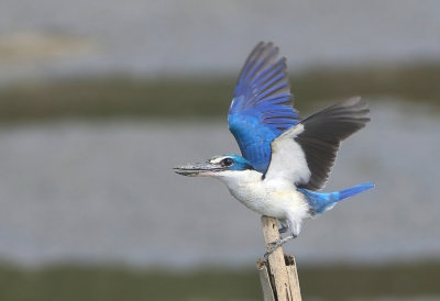Collared Kingfisher -Todiramphus collaris