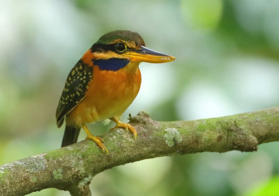 Kingfishers - Halcyonidae (IJsvogels)