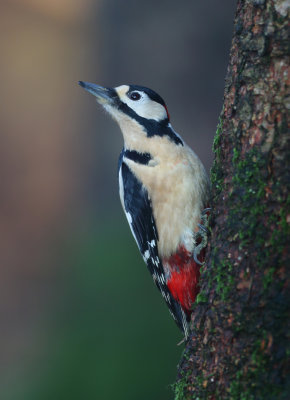 Great Spotted Woodpecker - Dendrocopos major (Grote Bonte Specht)