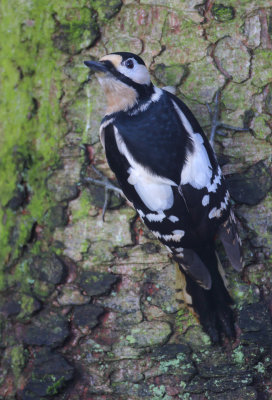 Great Spotted Woodpecker - Dendrocopos major (Grote Bonte Specht)