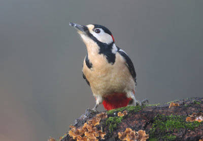 Great Spotted Woodpecker - Dendrocopos major (Grote Bonte Specht)