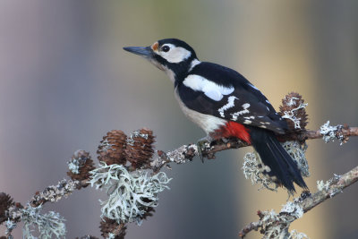Great Spotted Woodpecker - Dendrocopos major (Grote Bonte Specht)