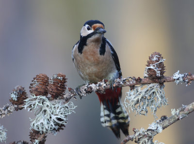 Great Spotted Woodpecker - Dendrocopos major (Grote Bonte Specht)