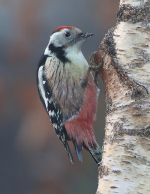 Middle Spotted Woodpecker - Dendrocoptes medius (Middelste Bonte Specht)
