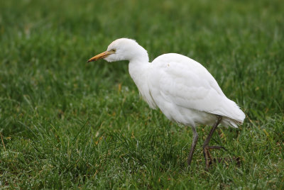 Western cattle Egret - Bubulcus ibis (Koereiger)