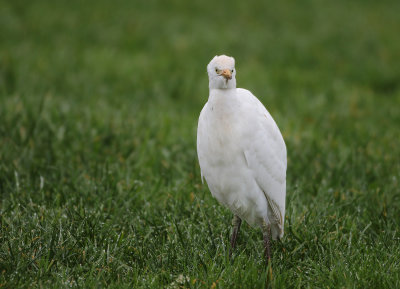 Western cattle Egret - Bubulcus ibis (Koereiger)