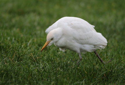 Western cattle Egret - Bubulcus ibis (Koereiger)