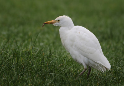 Western cattle Egret - Bubulcus ibis (Koereiger)