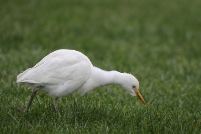 Western cattle Egret - Bubulcus ibis (Koereiger)