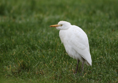 Western cattle Egret - Bubulcus ibis (Koereiger)