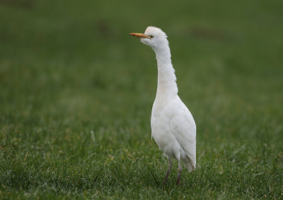 Western cattle Egret - Bubulcus ibis (Koereiger)