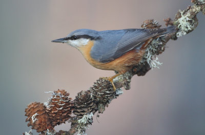 Eurasian Nuthatch - Sitta europaea (Boomklever)