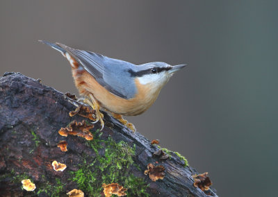 Eurasian Nuthatch - Sitta europaea (Boomklever)