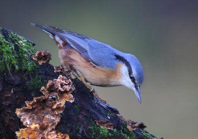 Eurasian Nuthatch - Sitta europaea (Boomklever)