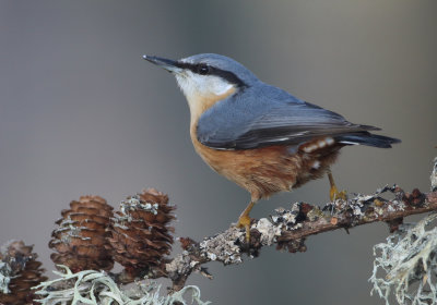 Eurasian Nuthatch - Sitta europaea (Boomklever)