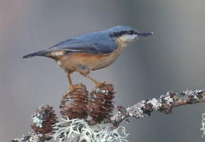 Eurasian Nuthatch - Sitta europaea (Boomklever)