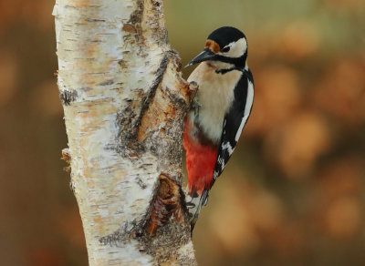 Great Spotted Woodpecker - Dendrocopos major (Grote Bonte Specht)