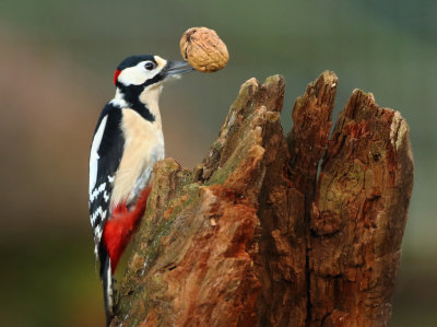 Great Spotted Woodpecker - Dendrocopos major (Grote Bonte Specht)