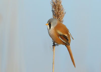 Bearded Reedling - Panurus biarmicus (Baardmannetje)