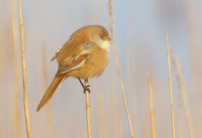 Bearded Reedling - Panurus biarmicus (Baardmannetje)