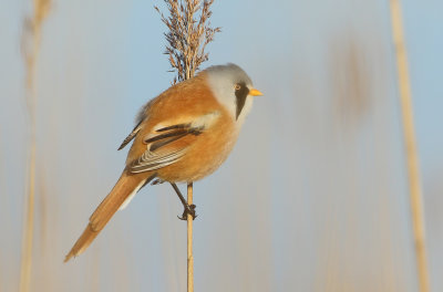 Bearded Reedling - Panurus biarmicus (Baardmannetje)
