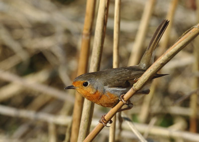 European Robin - Erithacus rubecula (Roodborst)